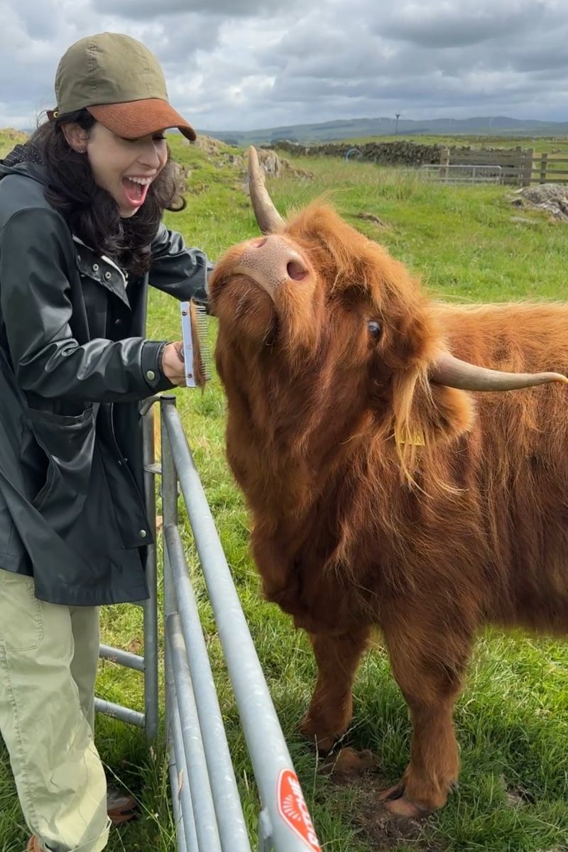 A visitor pets a Highland cow at Kitchen Coos and Ewes.jpg